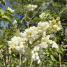 Syringa 'Souvenir Alice Harding' 36L