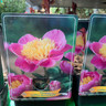 Paeonia lact. 'Bowl of Beauty' (p11)