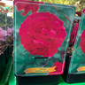 Paeonia lact. 'Kansas' (p11)