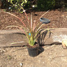 Phormium 'Jester' 3ltr pot