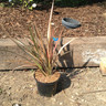 Phormium 'Rainbow Sunrise'- 3ltr