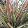Phormium 'Rainbow Sunrise'- 3ltr