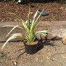 Phormium 'Cream Delight' - 3ltr