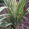 Phormium 'Golden Ray' - 10ltr