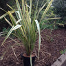 Phormium 'Golden Ray' - 10ltr