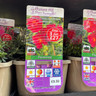 Helianthemum 'Cerise Queen' 3ltr