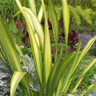 Phormium 'Golden Sword' - 3ltr