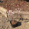 Prunus x cistena (Purple-leaf Sand Cherry) - 3ltr