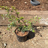 Pyracantha 'Soleil d'Or' (Firethorn) - 3ltr pot