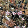 Prunus cerasifera 'Nigra' - 3ltr