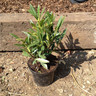 Prunus laurocerasus 'Otto Luyken' - 2ltr