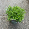 Lavender 'Munstead' (Lavandula angustifolia)