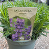 Lavender 'Munstead' (Lavandula angustifolia)