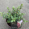Hebe 'Pink Lady'