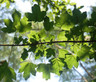 Acer campestre (Field Maple) 175/200cm