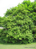 Acer campestre (Field Maple) 175/200cm