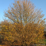 Acer campestre (Field Maple) BAREROOT