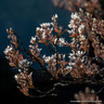 Amelanchier lamarckii  POTTED