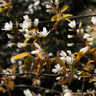 Amelanchier lamarckii  POTTED