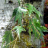 Betula pendula 'Dalecarlica' (Swedish Birch) - 175/200cm