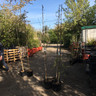 Betula pendula 'Dalecarlica' (Swedish Birch) - 175/200cm