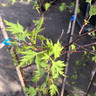 Betula pendula 'Dalecarlica' (Swedish Birch) - 175/200cm