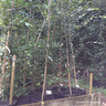 Betula Jacquemontii (Himalayan Birch) 175/200cm