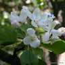 Malus 'John Downie' (Crabapple) - 8/10cm