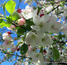 Malus hupehensis (Hupeh Crab Apple) 12/14cm (70ltr)