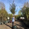 Prunus 'Pandora' (Ornamental Cherry) 14/16cm