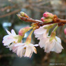 Prunus x subhirtella 'Autumnalis Rosea' (Winter-Flowering Cherry) 10/12cm