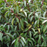 Prunus lusitanica (Portuguese Laurel) - 80/100cm (10ltr)