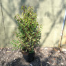 Prunus lusitanica (Portuguese Laurel) - 80/100cm (10ltr)