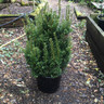 1 x Taxus baccata (Yew) 60-80cm