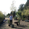 Malus 'Evereste' (Crabapple) - 10/12cm