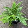 Polystichum setiferum  - Hardy Fern