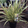 Phormium (Mixed) - New Zealand Flax