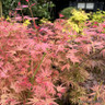 Acer palmatum 'Phoenix' (p26)