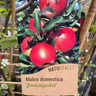 Apple duo - 'Cox Orange Pippin' & 'Jonagold'