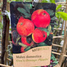 Apple duo - 'Cox Orange Pippin' & 'Jonagold'