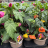 Abutilon mix