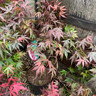 Acer 'Atropurpureum' (p26)