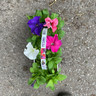 Petunia (10 pack)