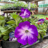 Petunia -Black Pot