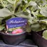 Petunia -Black Pot