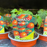 Tomato 9cm (Mixed Varieties)