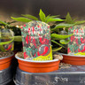 Mixed Pepper & Chilli Plants - 9cm