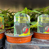 Mixed Pepper & Chilli Plants - 9cm