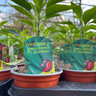 Mixed Pepper & Chilli Plants - 9cm