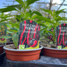 Mixed Pepper & Chilli Plants - 9cm